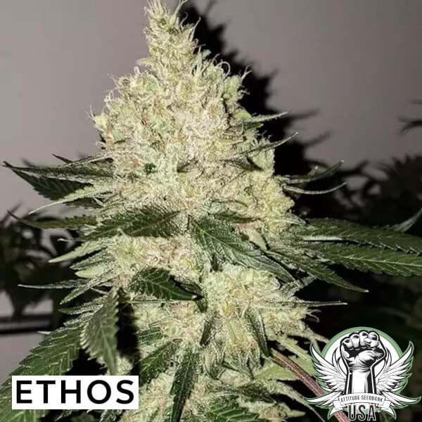 Ethos Genetics Seeds Lilac Diesel BX4