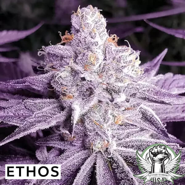 Ethos Genetics Seeds Lilac OG BX1