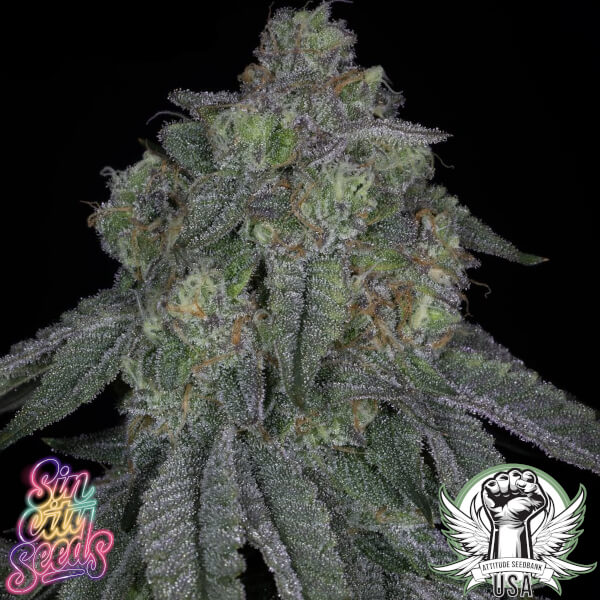 SinCity Seeds Lime Urkle