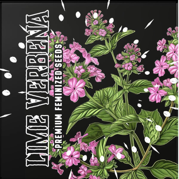 Doja Seeds Lime Verbena