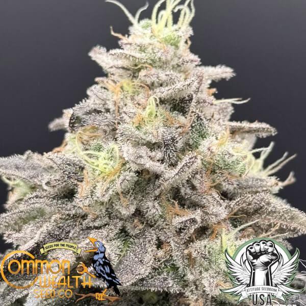 limelight x grape sunshine feminized cannabis seeds common wealth seed co 01_600x600.jpg