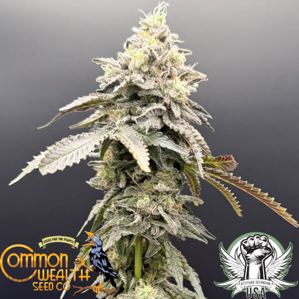 Common Wealth Seed Co Limelight x Grape Sunshine