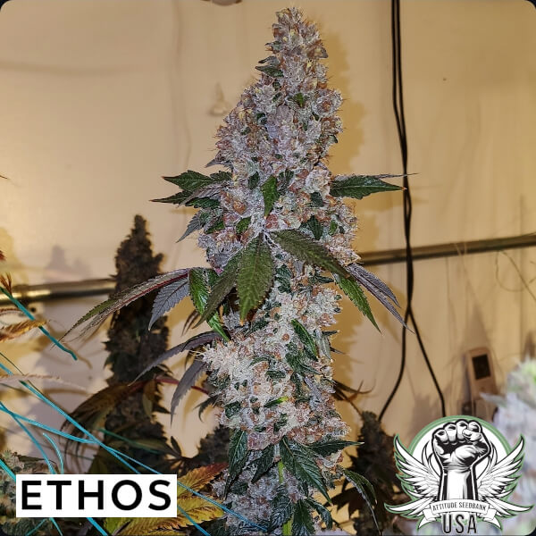 Ethos Genetics Seeds Liqueur R1