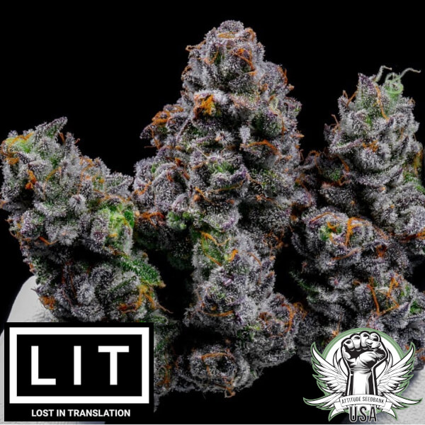 LIT Farms Seeds Popsicles