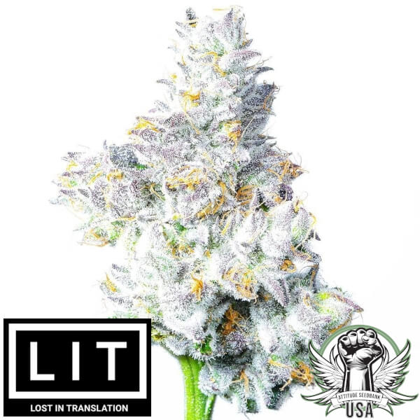 LIT Farms Seeds Watermelon Martini