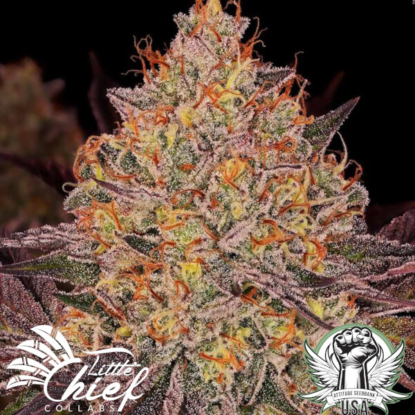 Little Chief Collabs Seeds GeorgiaZGum (TH Seeds Collab)