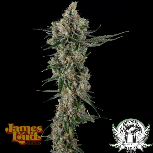 James Loud Genetics Seeds Loud Dream Candy