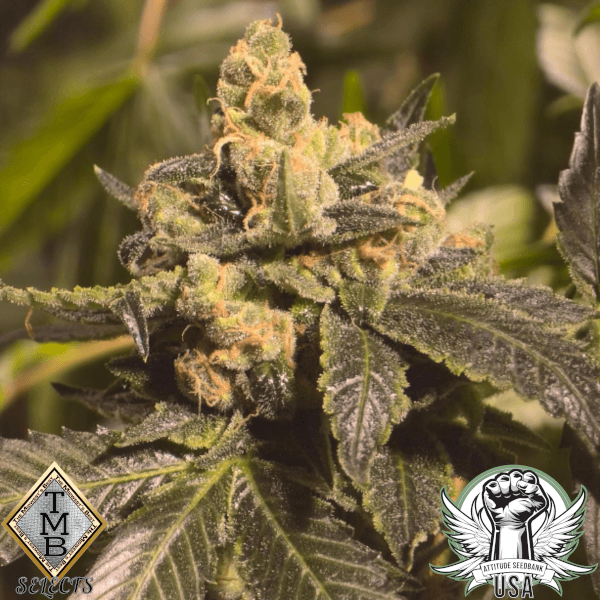 TMB Selects Seeds M1 Sour