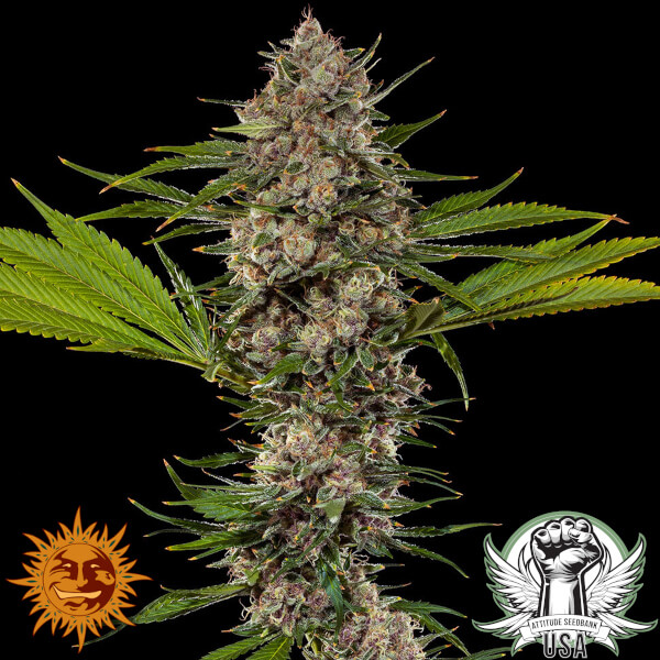 Barney's Farm Seeds MAC 1