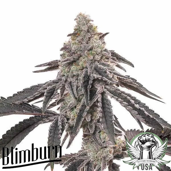Blimburn Seeds MAC