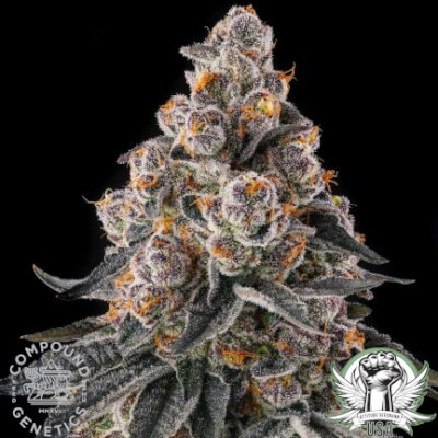 Compound Genetics Seeds Mailbox Money