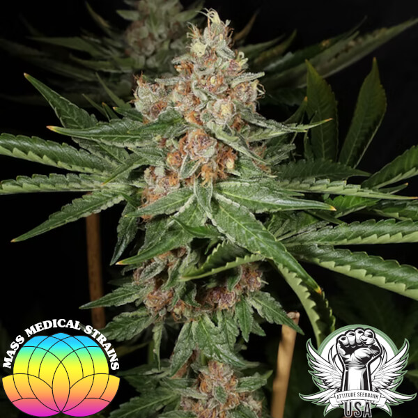 mass medical strains hindu pupil 1_600x600.jpg