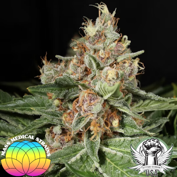 Mass Medical Strains Seeds Hindu Pupil