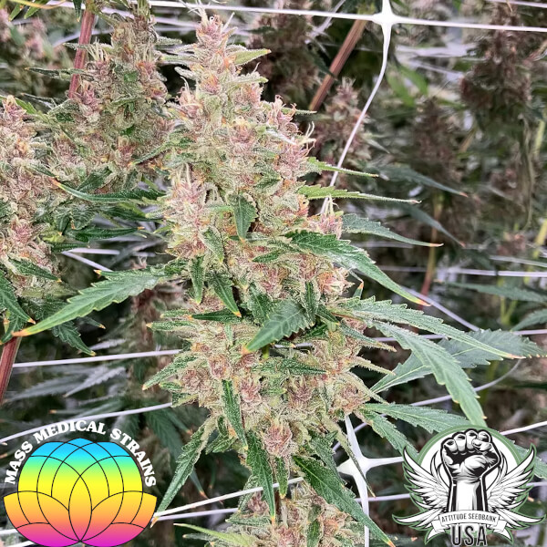 Mass Medical Strains Seeds Kernel Swabi