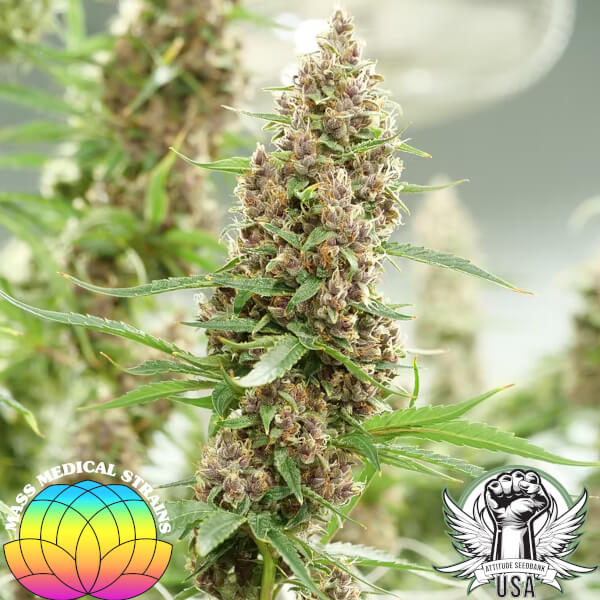 mass medical strains kernel swabi 2_600x600.jpg