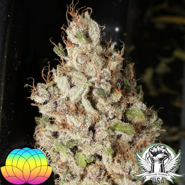 mass medical strains lemon pupil 3_600x600.JPG