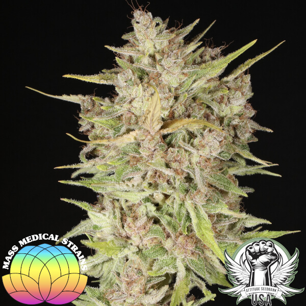 Mass Medical Strains Seeds Third Pupil
