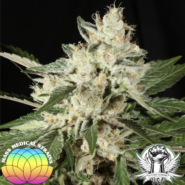 mass medical strains third pupil 2_600x600.jpg