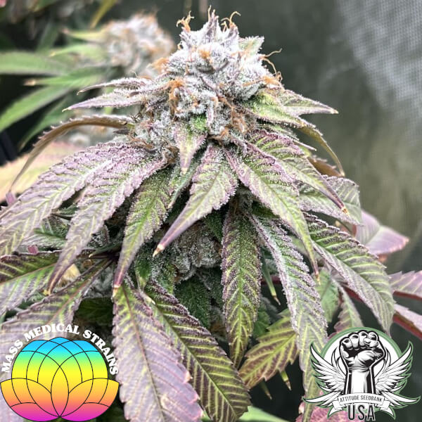 mass medical strains third pupil 4_600x600.jpg