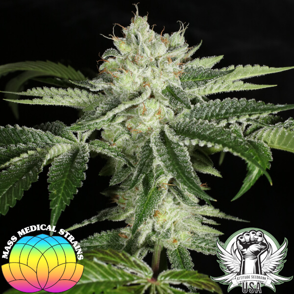 Mass Medical Strains Seeds Triangle Kush BxF2
