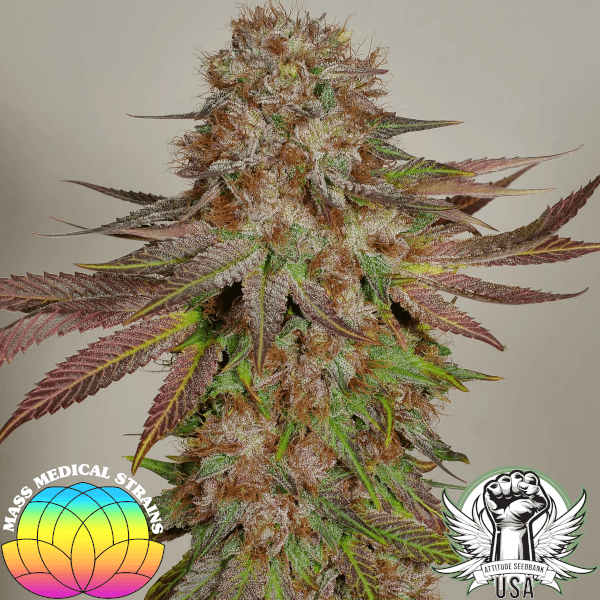Mass Medical Strains Seeds Bubba Pupil