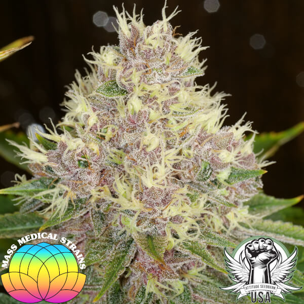 Mass Medical Strains Seeds Grape LSD