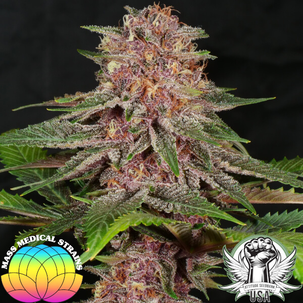 Mass Medical Strains Seeds Indigo Pupil
