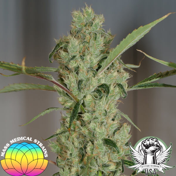 Mass Medical Strains Seeds Juice Lord