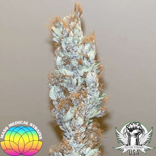 Mass Medical Strains Seeds Ketchup Haze