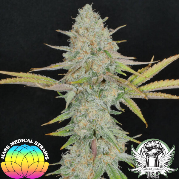 massmedicalstrains mre pupil 600x600_600x600.jpg