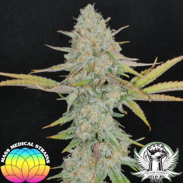 Mass Medical Strains Seeds Mr. E Pupil