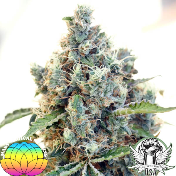 Mass Medical Strains Seeds Pak Man