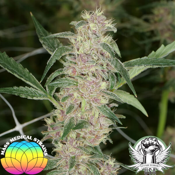Mass Medical Strains Seeds Purple Kernel Haze