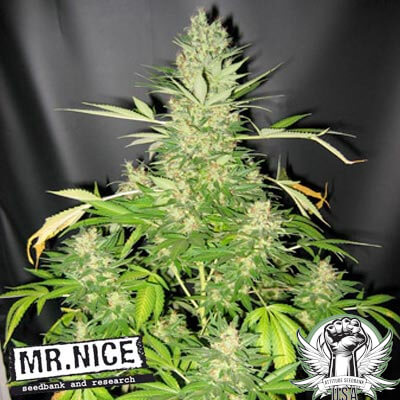 Mr. Nice Seeds Master Kush Skunk