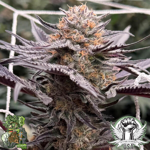 In House Genetics Seeds Midnight Fizz