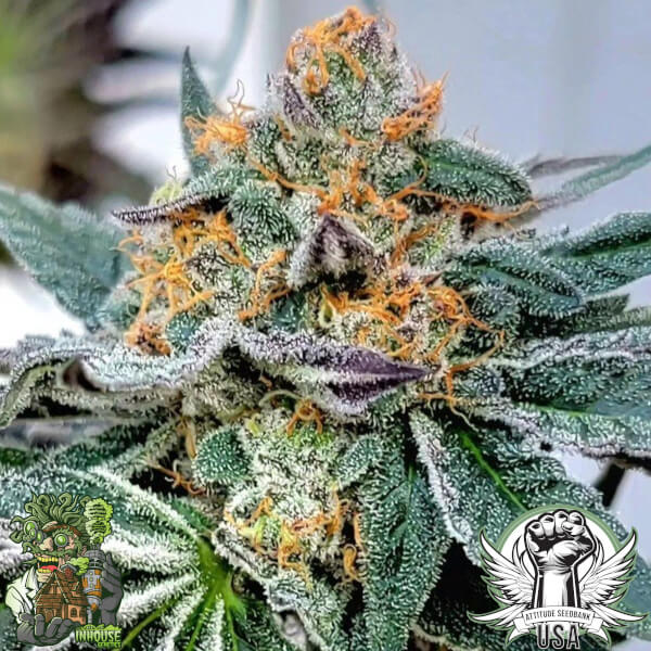 In House Genetics Seeds Midori Zushi S1