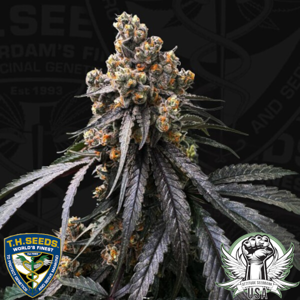 TH Seeds Mona Lisa x Original Bubblegum