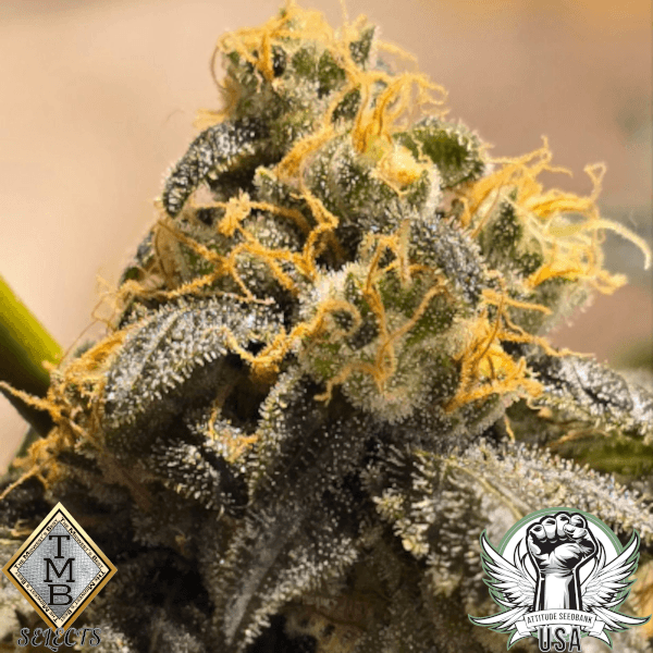 TMB Selects Seeds Moonshining Star