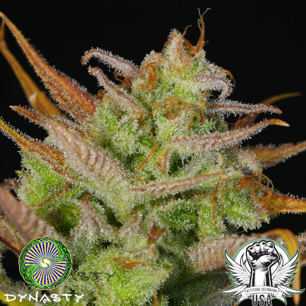 Dynasty Genetics Seeds Moose and Lobsta V3