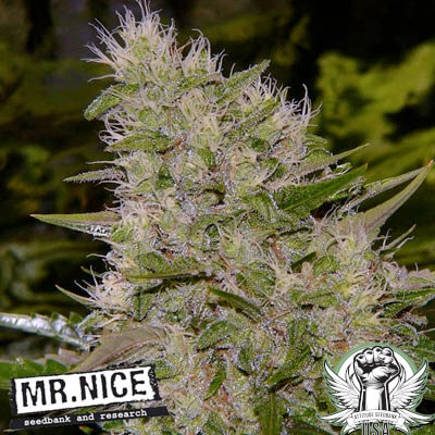 Mr. Nice Seeds Critical Mass
