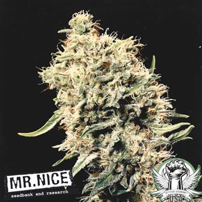 Mr. Nice Seeds Medicine Man aka White Rhino