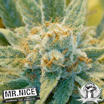 Mr. Nice Seeds Super Silver Haze