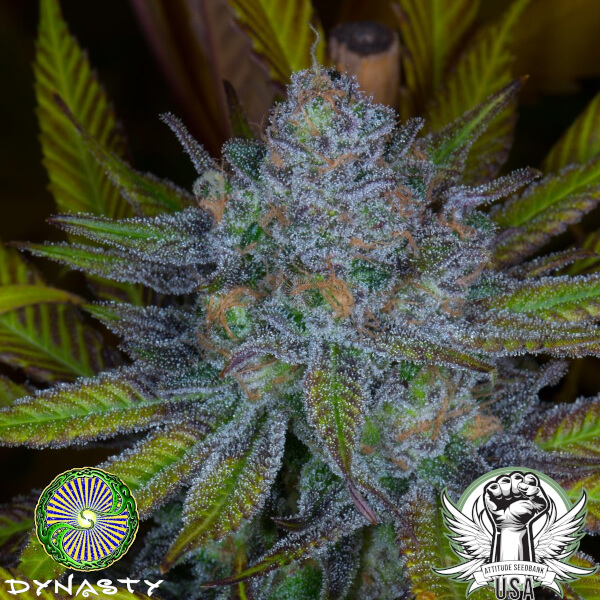 Dynasty Genetics Seeds Mt. Hood Huckleberry F5