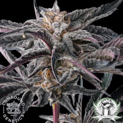 Compound Genetics Seeds Nakamarra