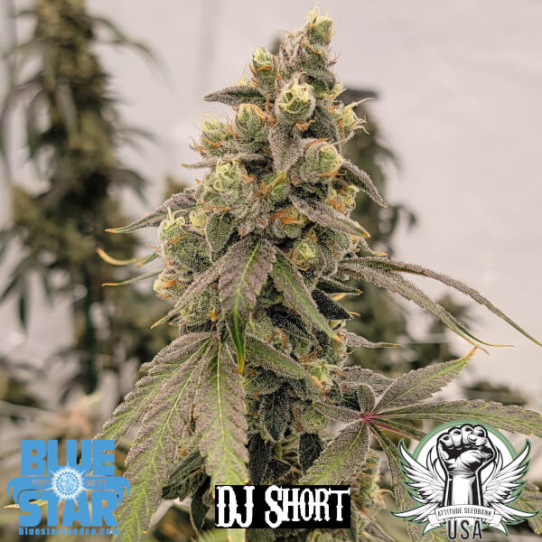 navy cross 2_600x600.jpg