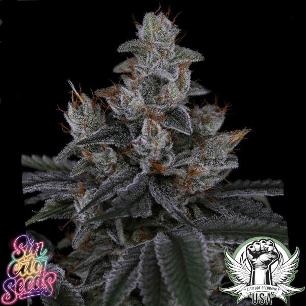 SinCity Seeds Neon Hulk