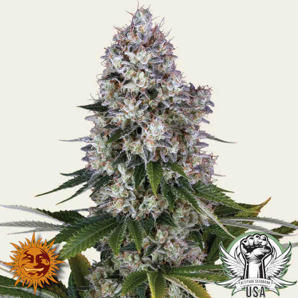 Barney's Farm Seeds Northern Lights