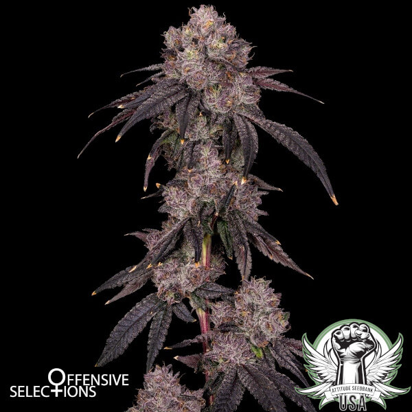 Offensive Selections Seeds American Psycho