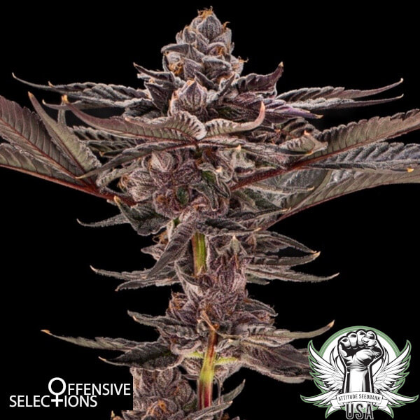Offensive Selections Seeds Lulu Venom