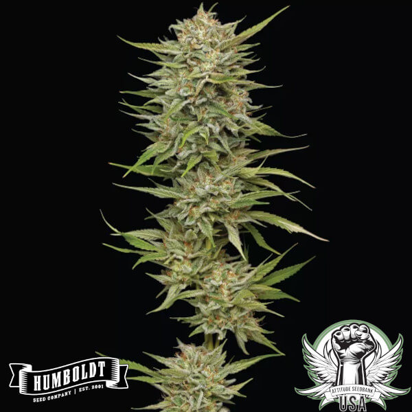 Humboldt Seed Company OG Kush